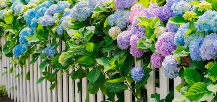 Что посадить на приусадебном участке — Полезная информация